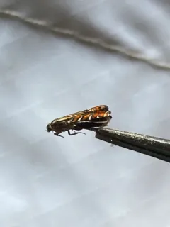 Psychedelic Jones Moth thumbnail 4