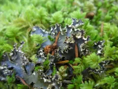 Peltigera pacifica thumbnail 2