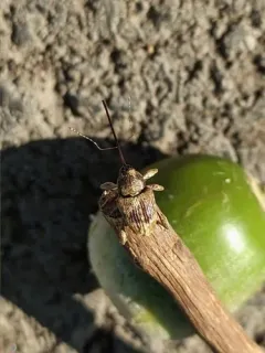 Curculio sulcatulus thumbnail 3