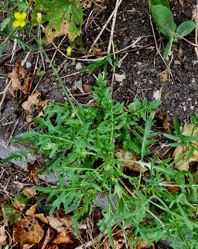 Perennial Wall-rocket