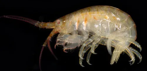 Gnathopleustes pachychaetus