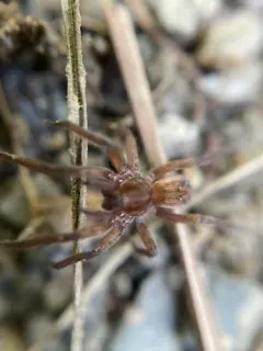 Marx pirate spider thumbnail 2