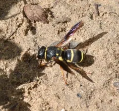 Euodynerus castigatus thumbnail 3