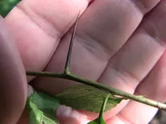 Caughnawaga hawthorn thumbnail 2