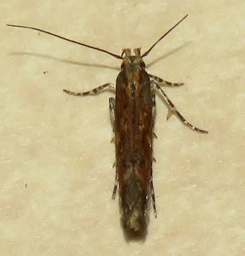 Gnorimoschema saphirinella