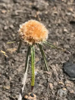 globe cottonleaf thumbnail 4