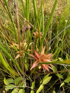 Livia bifasciata thumbnail 1