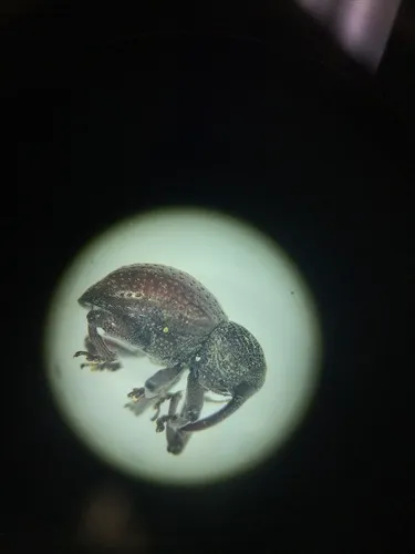 Partridge-pea Weevil