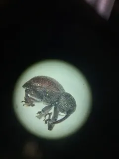 Partridge-pea Weevil thumbnail 1