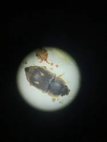 Nitidula flavomaculata