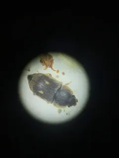 Nitidula flavomaculata thumbnail 1