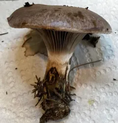 Slimy Spike thumbnail 3
