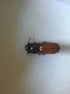 Neandra marginicollis thumbnail 2