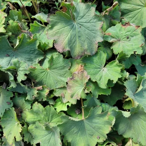 Garden Lady's-mantle
