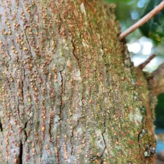 Coral Spot thumbnail 4