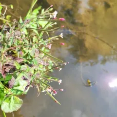 cinnamon willowherb thumbnail 3