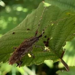 Alder Borer thumbnail 3
