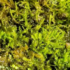 Rambling Tail-moss thumbnail 2