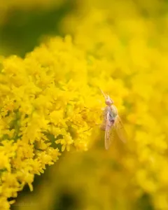 Poecilognathus sulphureus thumbnail 2