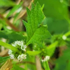 European water-horehound thumbnail 1