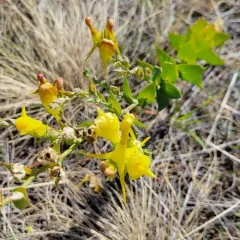 Balkan toadflax thumbnail 2