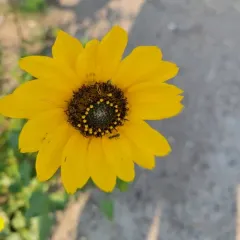 prairie sunflower thumbnail 2