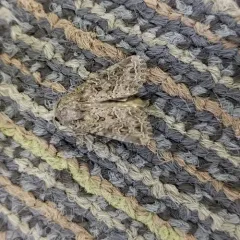 Glassy Cutworm Moth thumbnail 4