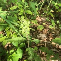 downy yellow false foxglove thumbnail 4