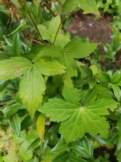 Knotted Crane's-bill thumbnail 2