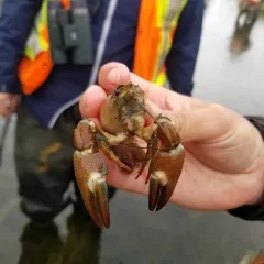 Signal Crayfish thumbnail 2