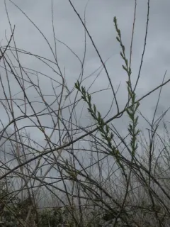 dusky willow thumbnail 3