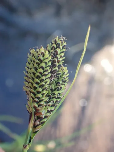 Goose-grass Sedge