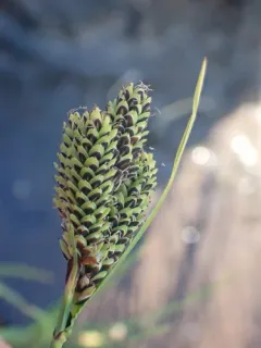 Goose-grass Sedge thumbnail 1