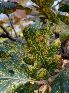 Phylloxera glabra thumbnail 2