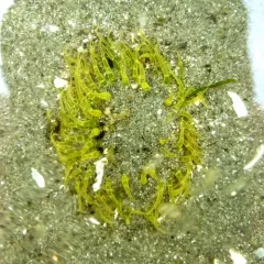 Moonglow Anemone thumbnail 4