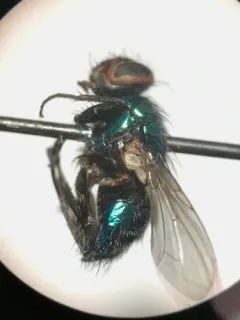 Toad Greenbottle Fly thumbnail 2