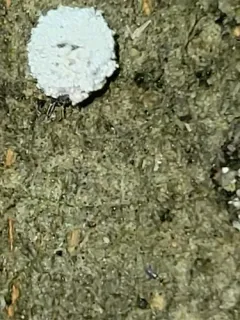 Lichen-carrying Green Lacewing thumbnail 2