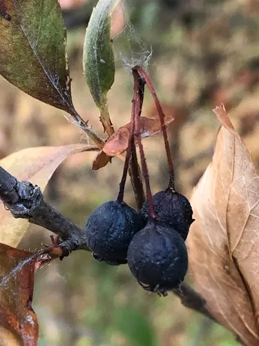 River hawthorn