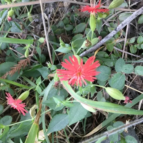 cardinal catchfly