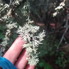 Powder-headed Tube Lichen thumbnail 4