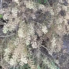 Common Peppergrass thumbnail 3
