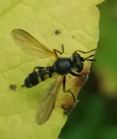 Hemyda aurata thumbnail 2