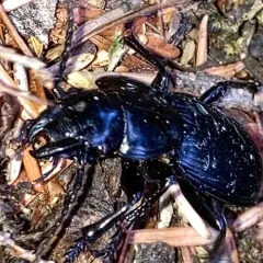 Pterostichus lama thumbnail 2