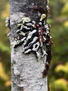 Seaside Tube Lichen thumbnail 2