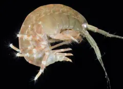 Cymadusa uncinata thumbnail 2