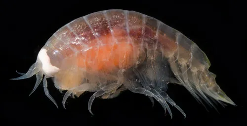 Koroga megalops