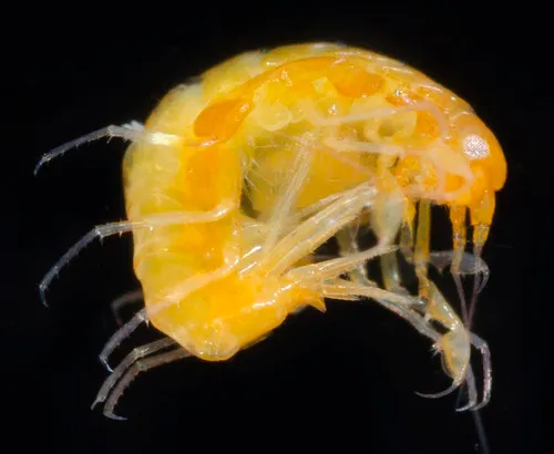 Pleusirus secorrus