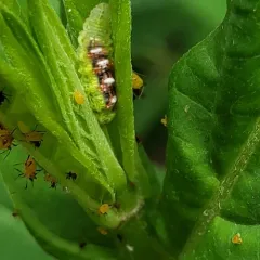 Short-tailed Aphideater thumbnail 2