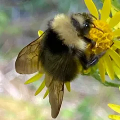 Fog-belt Bumble Bee thumbnail 2