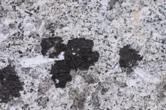 a quilt lichen thumbnail 2